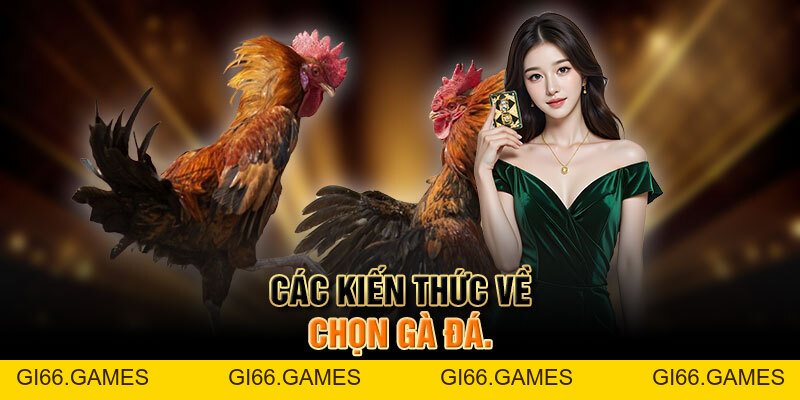 Trải Nghiệm đá Gà Mỹ Cựa Dao đầy Kịch Tính Và Hấp Dẫn
